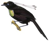 Wahnes's Parotia Illustration