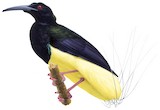 Twelve-wired Bird-of-paradise Illustration