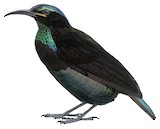 Victoria's Riflebird Illustration