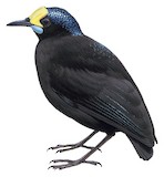 Short-tailed Paradigalla Illustration