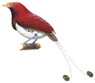 Illustration of Male - King Bird-of-Paradise