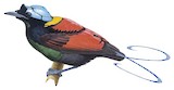 Wilson's Bird-of-paradise Illustration