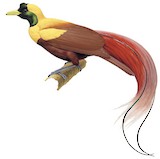 Red Bird-of-paradise Illustration