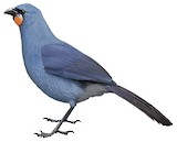 South Island Kokako Illustration