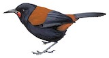 South Island Saddleback Illustration