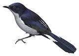 Fan-tailed Berrypecker Illustration