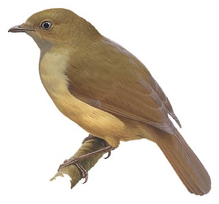 Cnemophilus macgregorii macgregorii