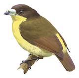 Yellow-breasted Satinbird Illustration