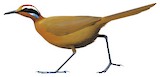 Rail-babbler Illustration