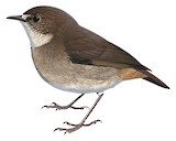 Lesser Ground Robin Illustration