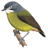 Green-backed Robin Illustration