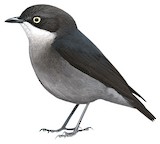 White-eyed Robin Illustration