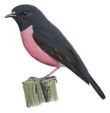 Pink Robin Illustration