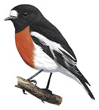 Scarlet Robin Illustration