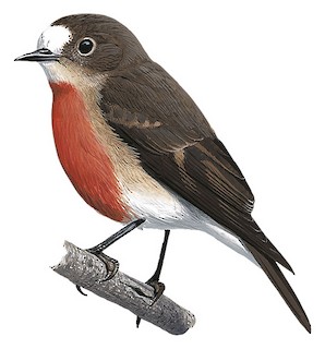 Pacific Robin - Petroica pusilla - Birds of the World