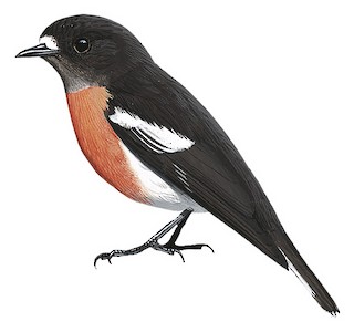 Pacific Robin - Petroica pusilla - Birds of the World