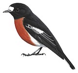 Solomons Robin Illustration