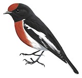 Red-capped Robin Illustration