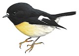 Tomtit Illustration