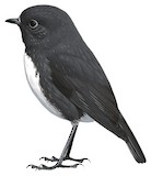 South Island Robin Illustration