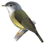 Yellow-legged Flyrobin Illustration