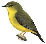 Canary Flyrobin Illustration