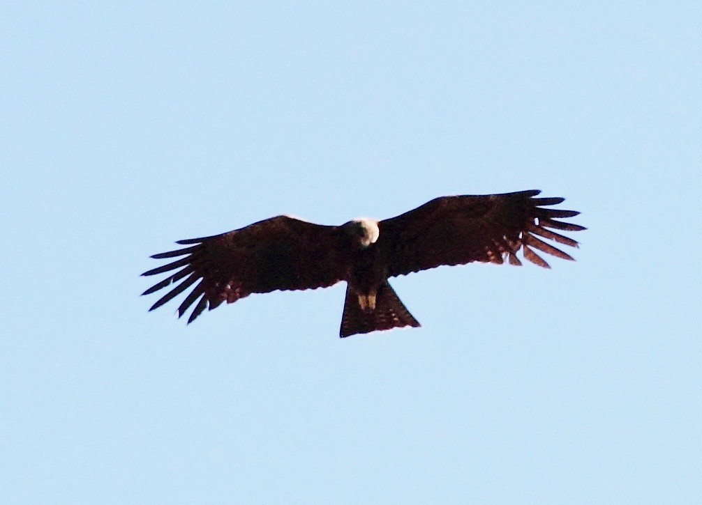 Black Eagle - ML153090421