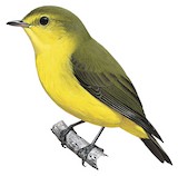 Golden-bellied Flyrobin Illustration