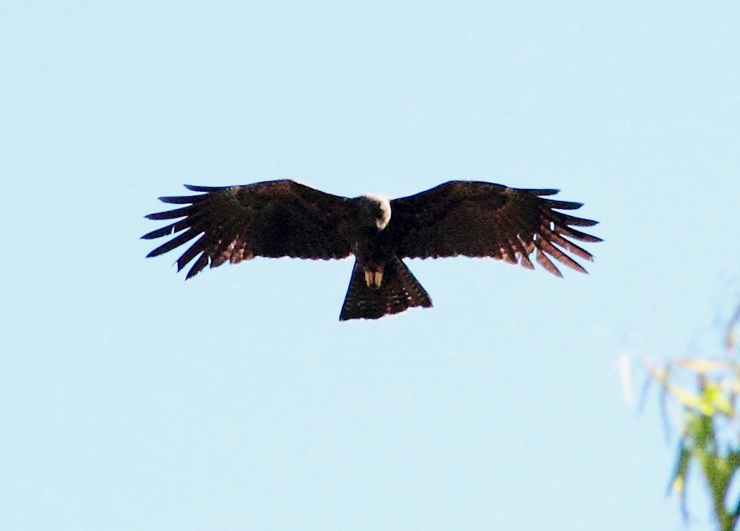 Black Eagle - ML153090561
