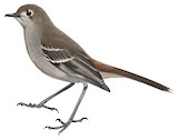 Southern Scrub Robin Illustration