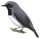 Black-throated Robin Illustration