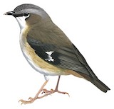 Grey-headed Robin Illustration