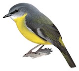 Eastern Yellow Robin Illustration