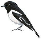 Hooded Robin Illustration