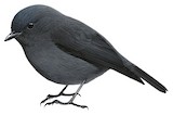 Smoky Robin Illustration