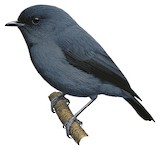 Slaty Robin Illustration