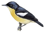 Yellow-bellied Hyliota Illustration