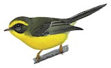 Yellow-bellied Fantail Illustration