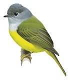 Grey-headed Canary-flycatcher Illustration