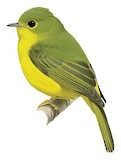 Citrine Canary-flycatcher Illustration