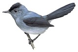 Dusky Crested Flycatcher Illustration