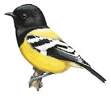 Palawan Tit Illustration