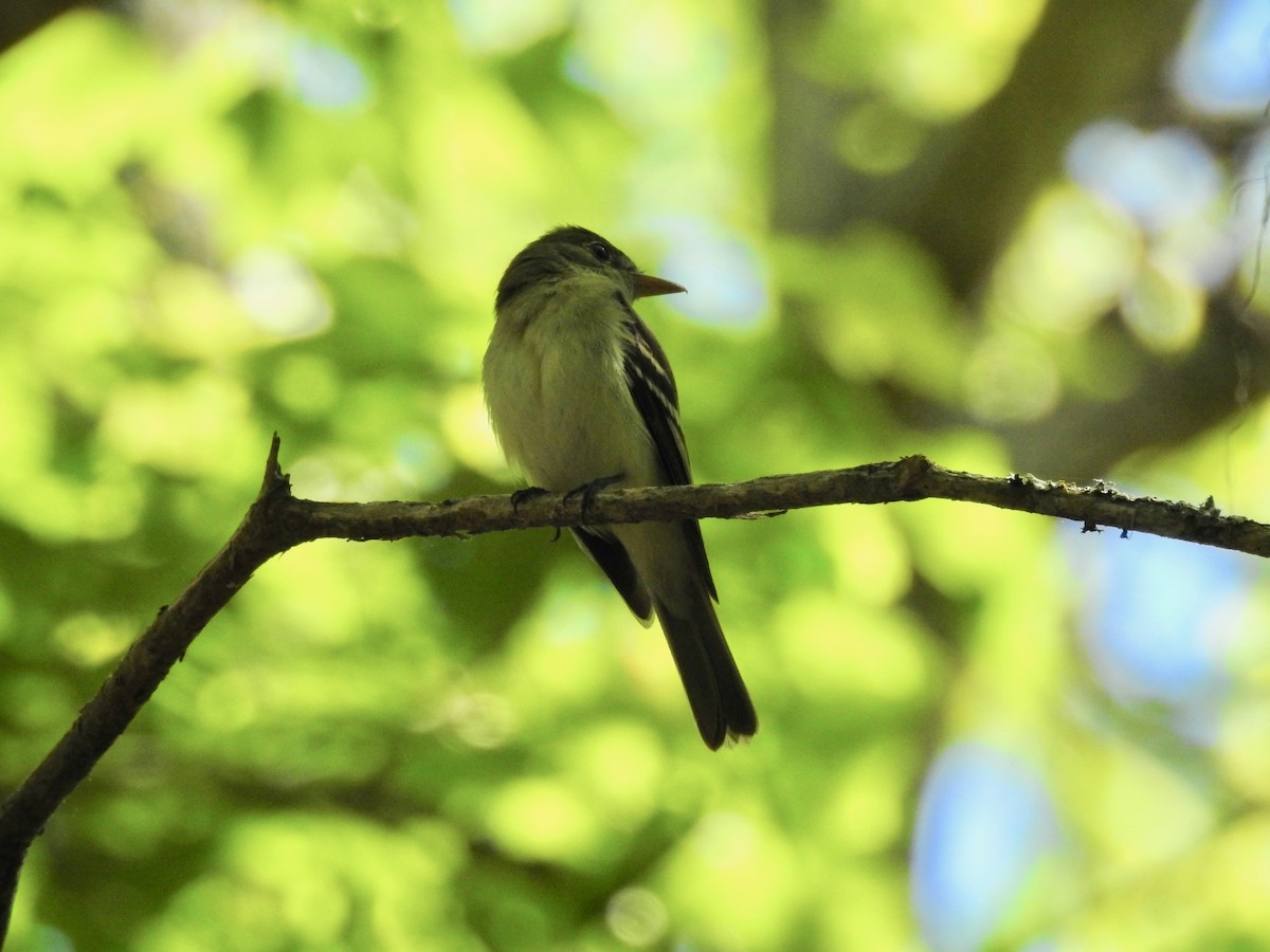 Acadian Flycatcher - Charles Donnelly