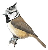 Crested Tit Illustration