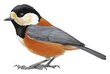 Varied Tit Illustration