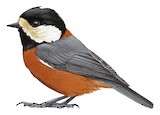 Chestnut-bellied Tit Illustration