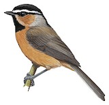 White-browed Tit Illustration