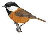 Pere David's Tit Illustration