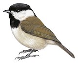 Black-bibbed Tit Illustration