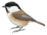 Willow Tit Illustration